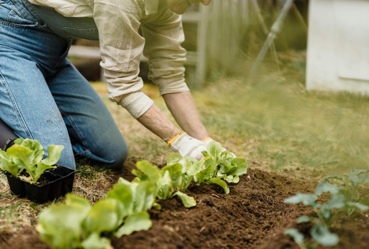 Why Gardening Is So Beneficial For Seniors