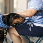 How Pet Therapy Can Help A Senior With Dementia