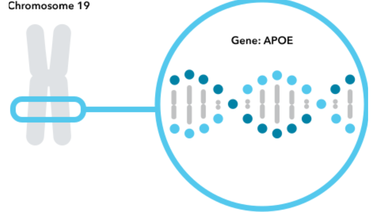 What Is The APOE ε4 Gene?